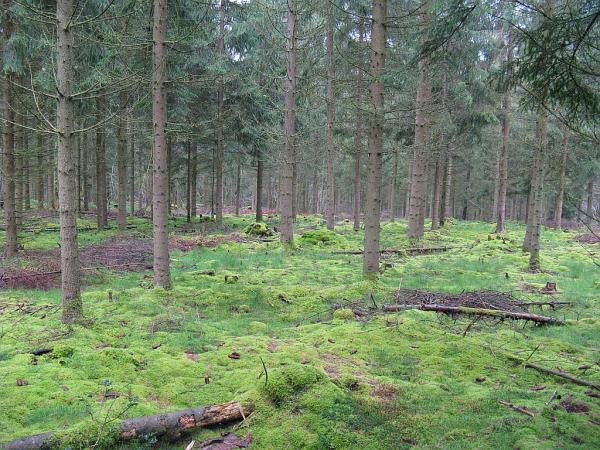 Rando dans le parc du Morvan - bivouac dans la forêt