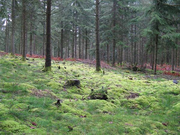 Rando dans le parc du Morvan - bivouac dans la forêt