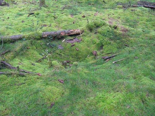 Rando dans le parc du Morvan - bivouac dans la forêt