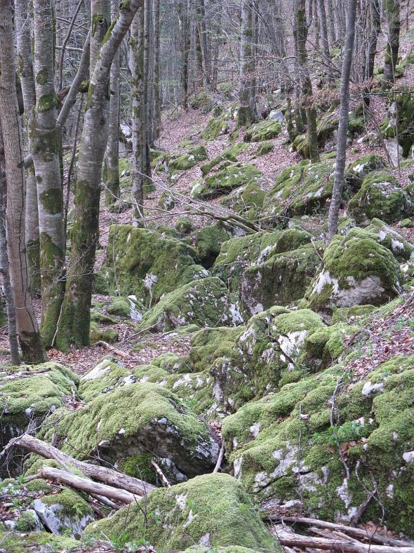 Vallée de la Valserine (entre Pont de Rouffy et La Rivière)