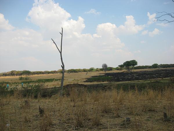 Zimbabwe - Parc animalier de Mukuvisi Woodlands