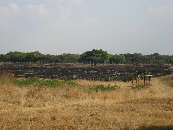 Zimbabwe - Parc animalier de Mukuvisi Woodlands