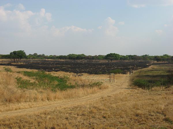 Zimbabwe - Parc animalier de Mukuvisi Woodlands