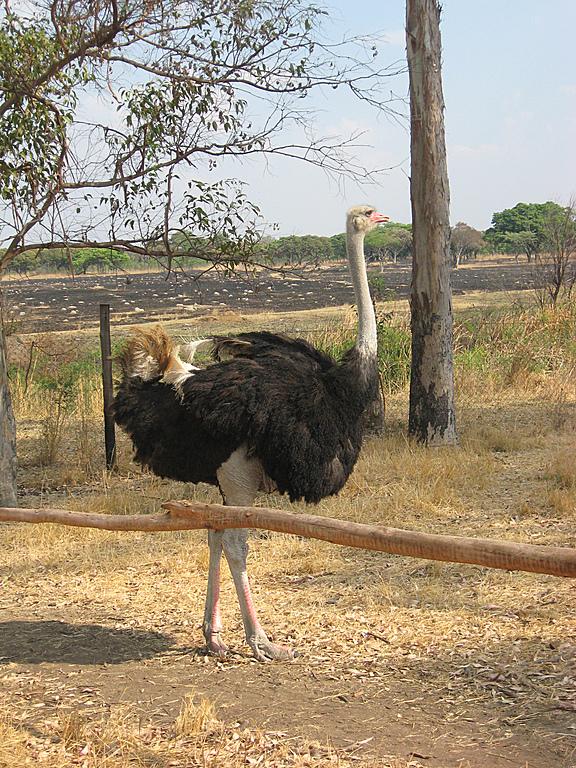 Zimbabwe - Parc animalier de Mukuvisi Woodlands