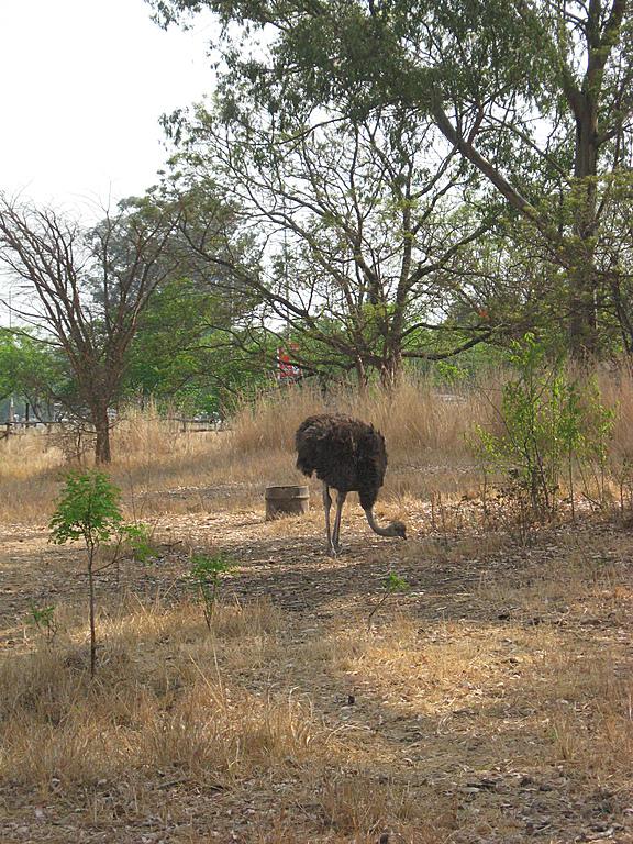 Zimbabwe - Parc animalier de Mukuvisi Woodlands