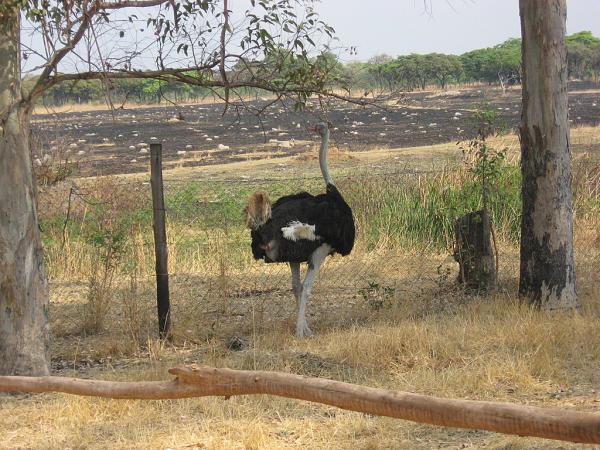 Zimbabwe - Parc animalier de Mukuvisi Woodlands