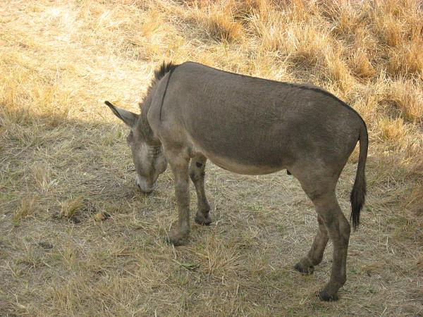 Zimbabwe - Parc animalier de Mukuvisi Woodlands