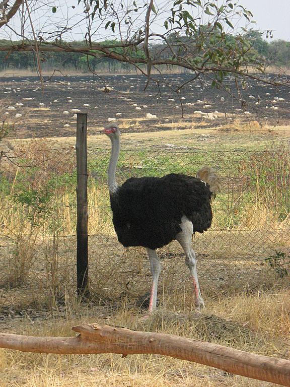 Zimbabwe - Parc animalier de Mukuvisi Woodlands