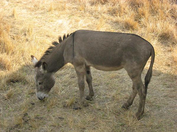 Zimbabwe - Parc animalier de Mukuvisi Woodlands
