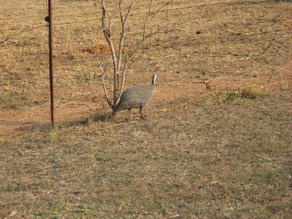 Zimbabwe - Parc animalier de Mwanga Lodge