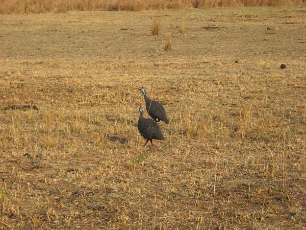 Zimbabwe - Parc animalier de Mwanga Lodge
