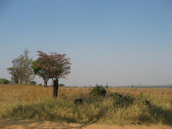 Zimbabwe - Parc animalier de Mwanga Lodge