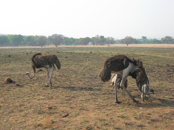 Zimbabwe - Parc animalier de Mwanga Lodge