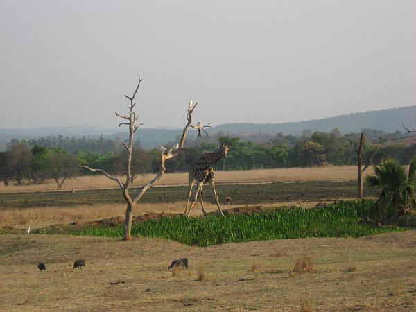Zimbabwe - Parc animalier de Mwanga Lodge