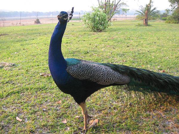 Zimbabwe - Parc animalier de Mwanga Lodge