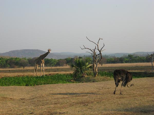 Zimbabwe - Parc animalier de Mwanga Lodge