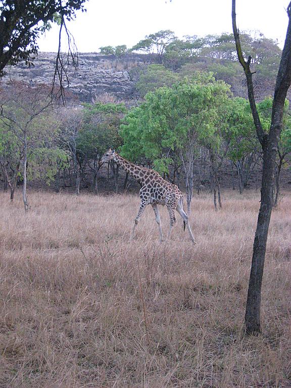 Zimbabwe - Parc animalier de Mwanga Lodge