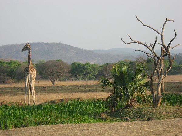 Zimbabwe - Parc animalier de Mwanga Lodge