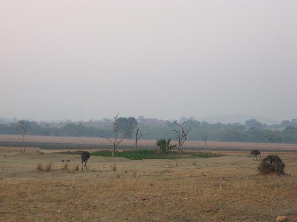 Zimbabwe - Parc animalier de Mwanga Lodge