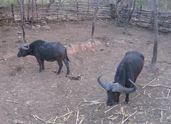 Zimbabwe - Parc animalier de Mwanga Lodge