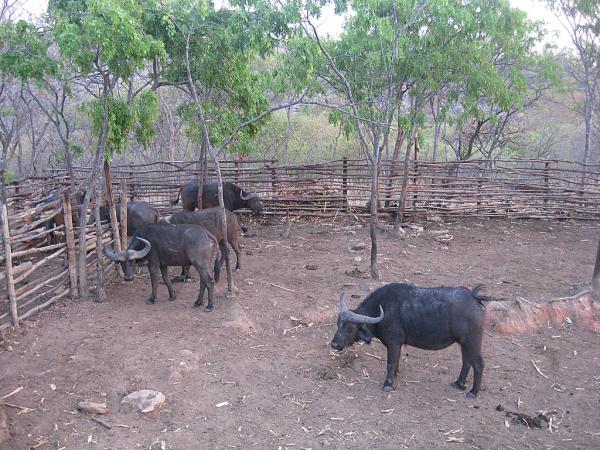 Zimbabwe - Parc animalier de Mwanga Lodge