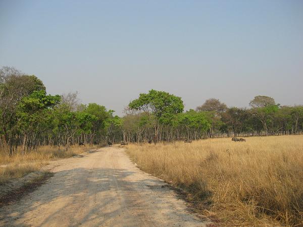 Zimbabwe - Parc animalier de Mwanga Lodge