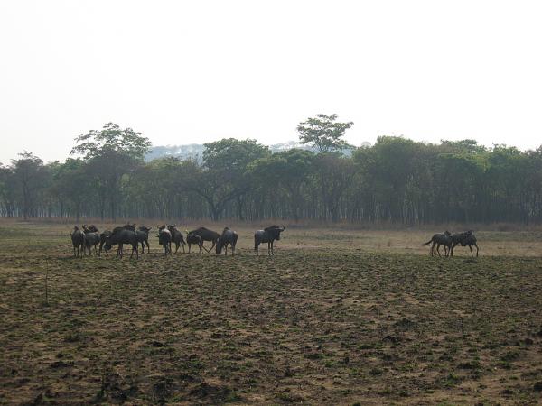 Zimbabwe - Parc animalier de Mwanga Lodge