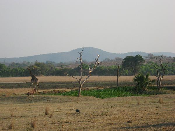 Zimbabwe - Parc animalier de Mwanga Lodge