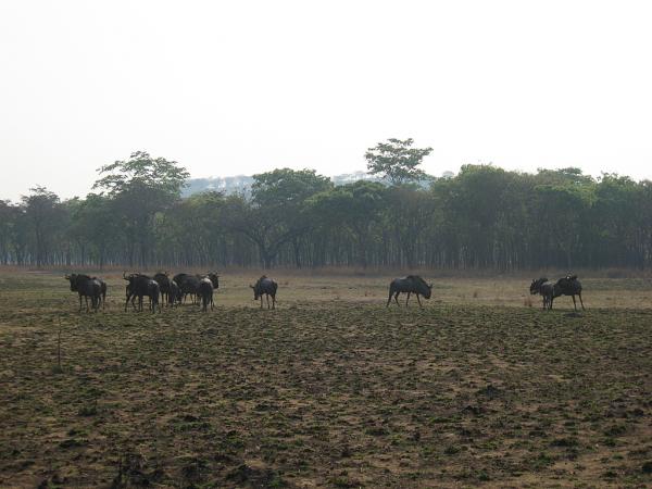 Zimbabwe - Parc animalier de Mwanga Lodge