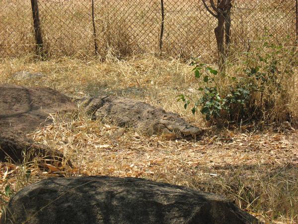 Zimbabwe - Parc animalier Lion and Cheetah Park