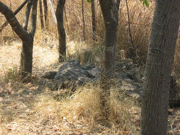 Zimbabwe - Parc animalier Lion and Cheetah Park