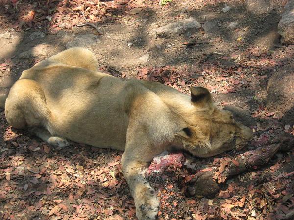 Zimbabwe - Parc animalier Lion and Cheetah Park