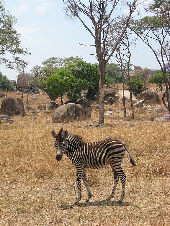 Zimbabwe - Parc animalier Lion and Cheetah Park