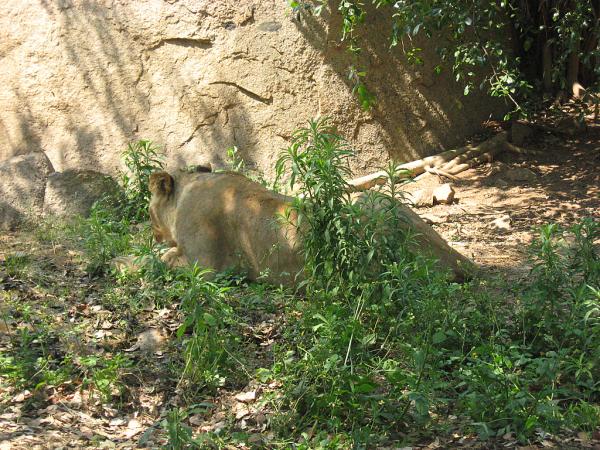 Zimbabwe - Parc animalier Lion and Cheetah Park