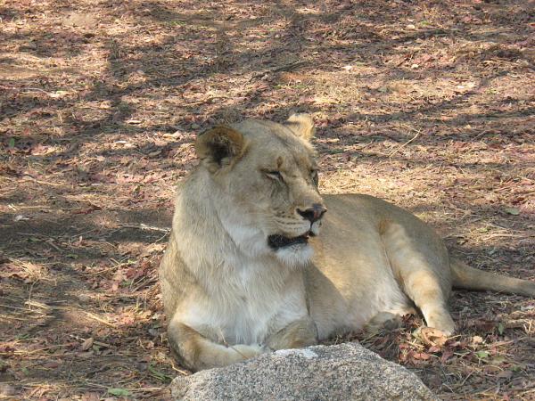 Zimbabwe - Parc animalier Lion and Cheetah Park
