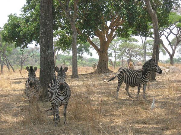 Zimbabwe - Parc animalier Lion and Cheetah Park