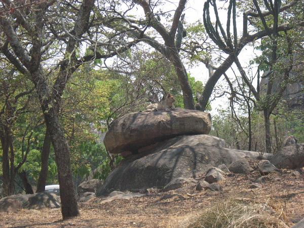 Zimbabwe - Parc animalier Lion and Cheetah Park