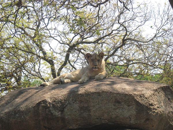 Zimbabwe - Parc animalier Lion and Cheetah Park