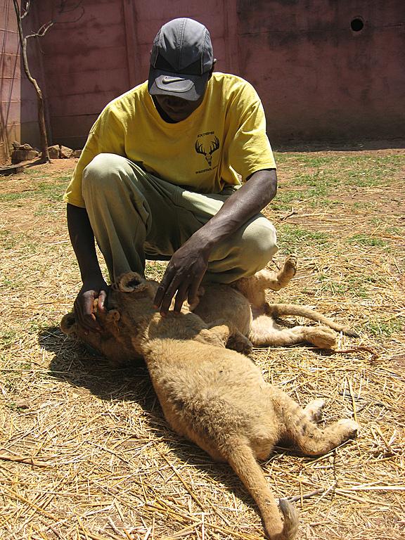 Zimbabwe - Parc animalier Lion and Cheetah Park