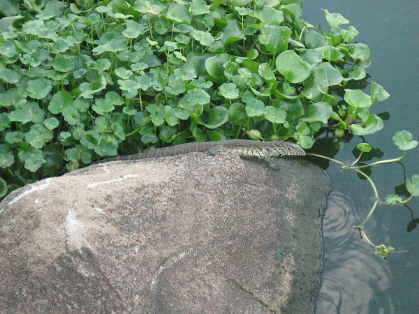 Zimbabwe - Parc animalier du lac Chivero