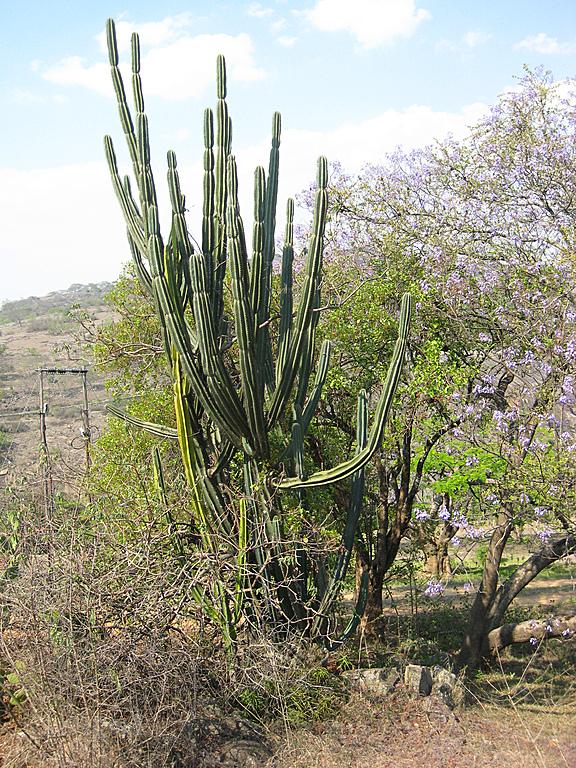 Zimbabwe - Lac Mutirikwi, environs et Lodge at the Ancient City