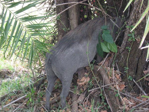 Zimbabwe - Parc des chutes Victoria