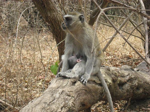 Zimbabwe - Parc des chutes Victoria