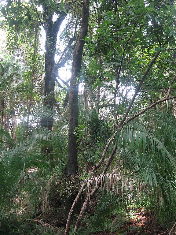 Zimbabwe - Parc des chutes Victoria