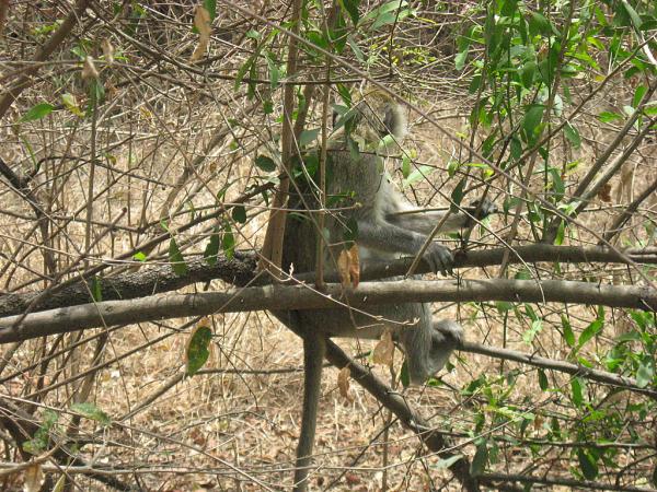 Zimbabwe - Parc des chutes Victoria