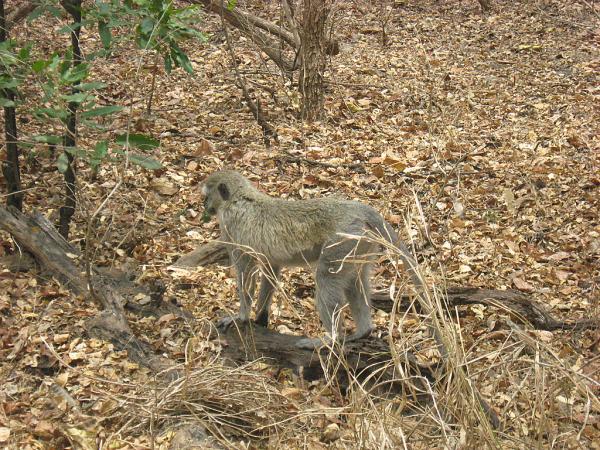 Zimbabwe - Parc des chutes Victoria