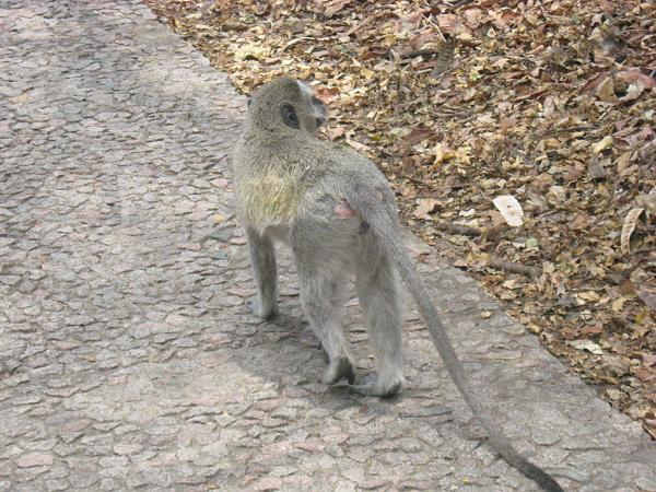 Zimbabwe - Parc des chutes Victoria