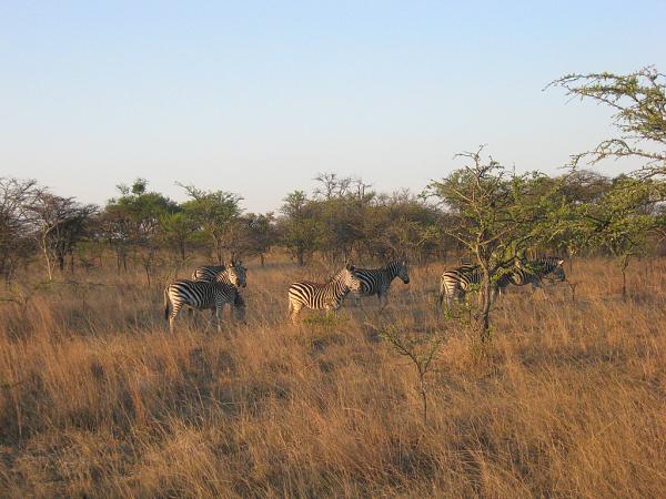 Zimbabwe - Parc privé d\'Antilope Park