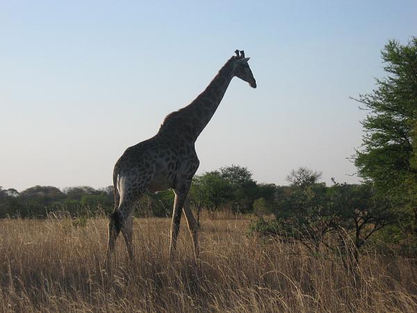 Zimbabwe - Parc privé d\'Antilope Park