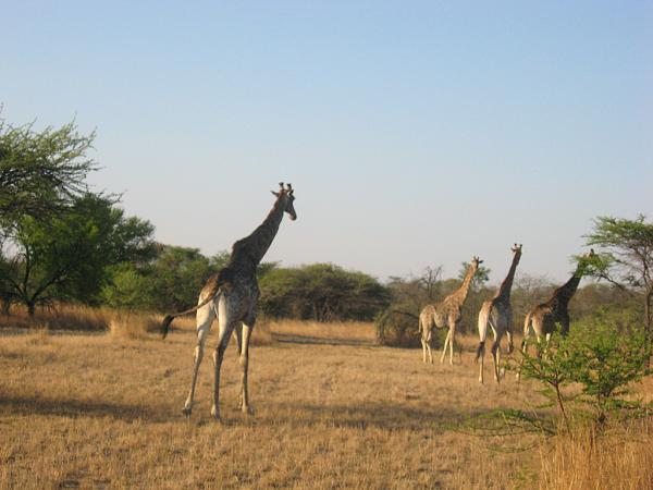 Zimbabwe - Parc privé d\'Antilope Park
